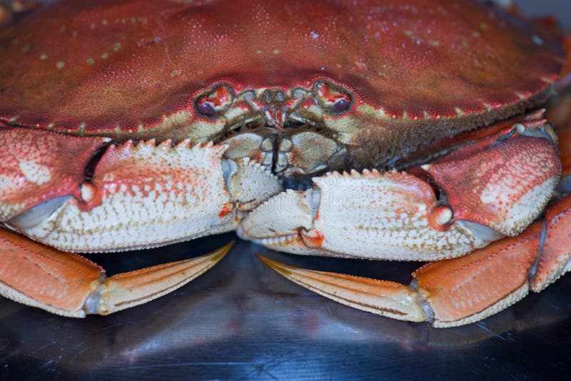 Closeup of Dungeness crab stock image. Image of healthy 189624141