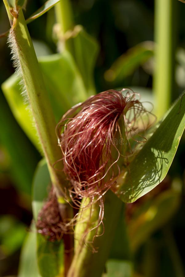 Closeup on Corn Cob Red Hairs Stock Photo Image of rural, growth