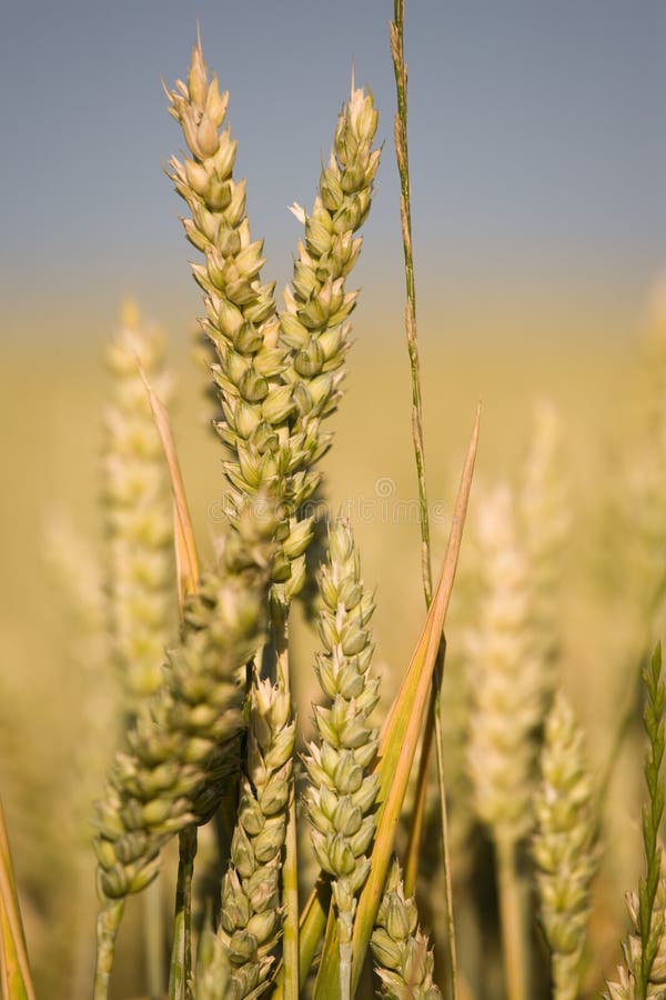 Closeup of corn ear