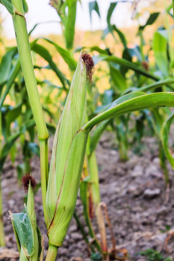 Closeup corn on the stalk in the corn field