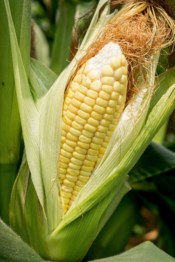 Yellow Corn Cob in Green Leaves on a Farm Field. Empty Space for Text ...