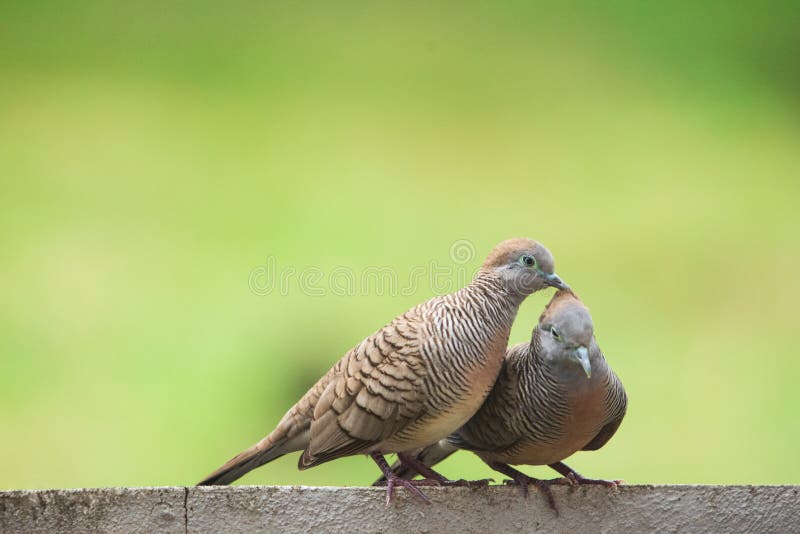 Closeup a couple of Zebra dove (Geopelia striata) sitting on the wall. royalty free stock photography Closeup a couple of Zebra dove (Geopelia striata) sitting on the wall. royalty free stock photography