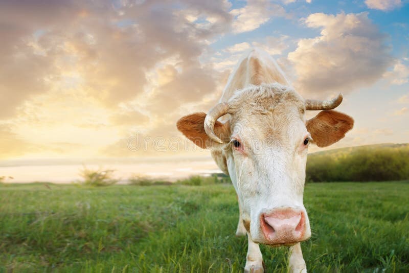 Closeup of cow muzzle