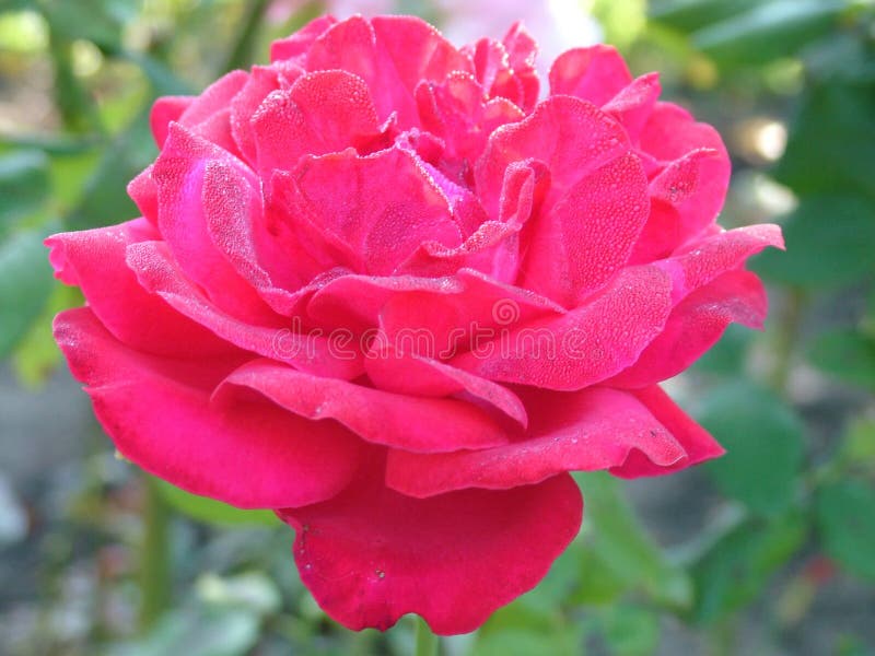 Closeup of a Cultural Flower of a Trickling Rose Stock Image - Image of ...