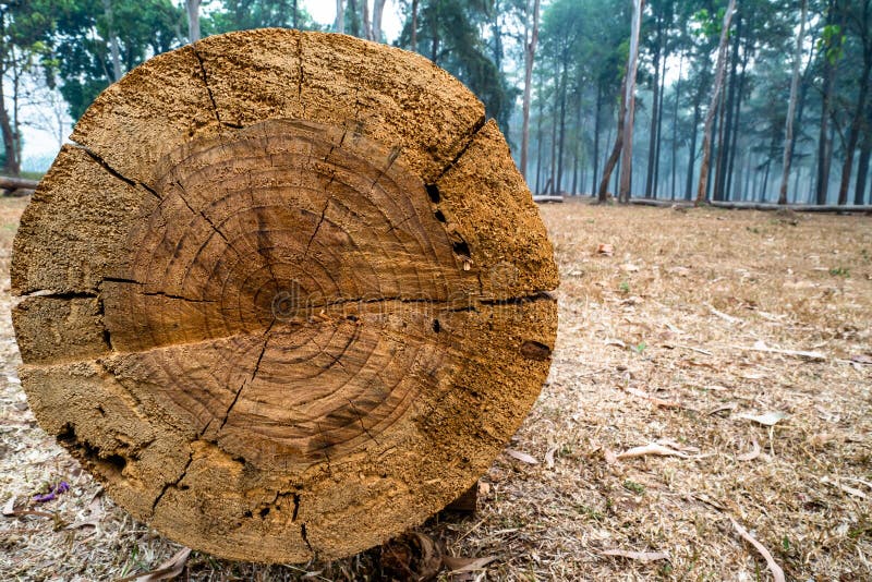 Closeup of cut tree trunk with details of annual ring on the surface in pine tree forest. 1 royalty free stock image Closeup of cut tree trunk with details of annual ring on the surface in pine tree forest. 1 royalty free stock image