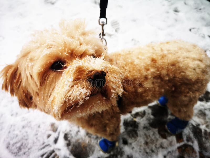 Closeup of a Cute Cavapoo Dog Wearing a Knitted Blue Socks Stock Photo