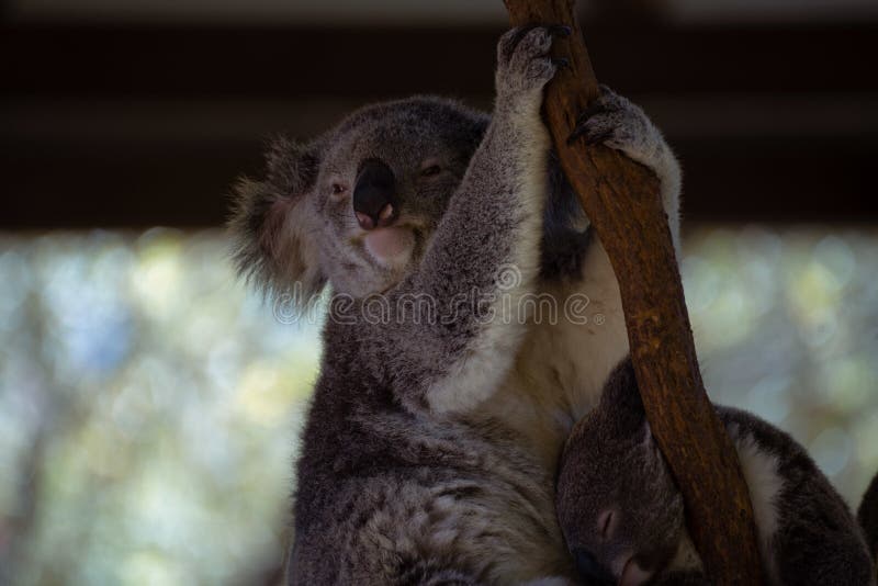 594 Funny Koala Stock Photos - Free & Royalty-Free Stock Photos from Dreamstime 594 Funny Koala Stock Photos - Free & Royalty-Free Stock Photos from Dreamstime
