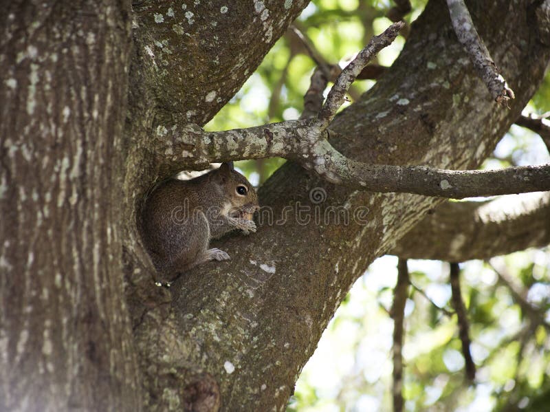 Closeup of cute grey squirrel eating peanut, sitting on a tree branch.