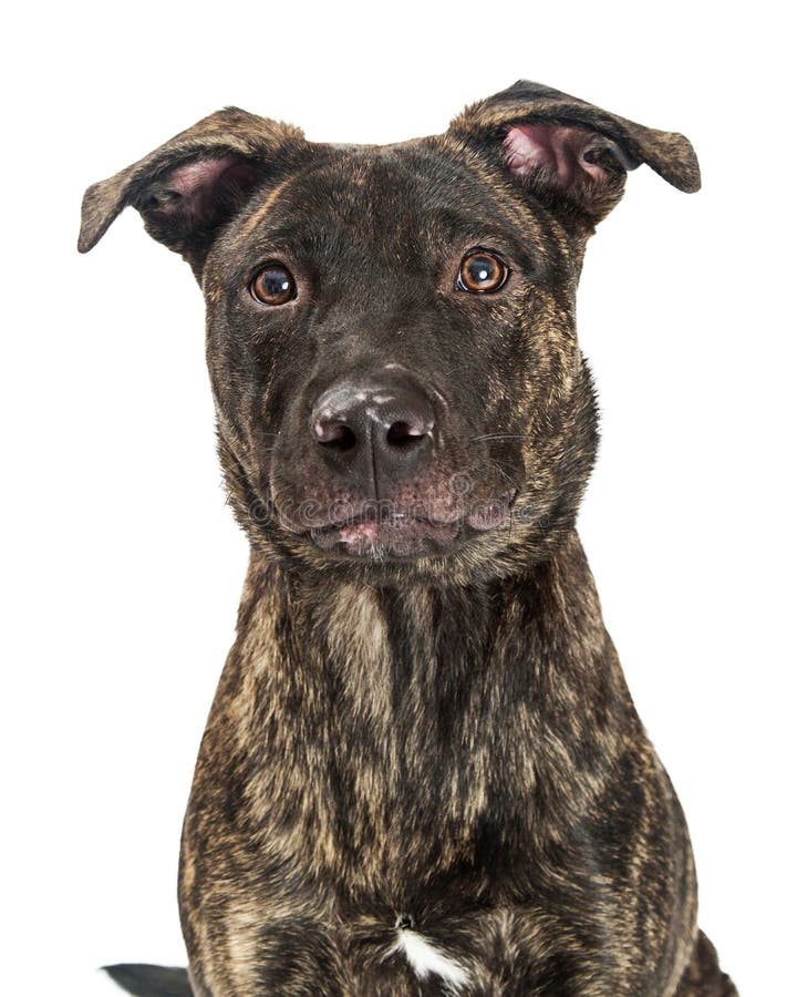 Brindle Mixed Breed Puppy stock image. Image of mixed 30561893