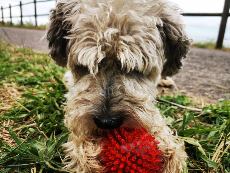 red wheaten terrier