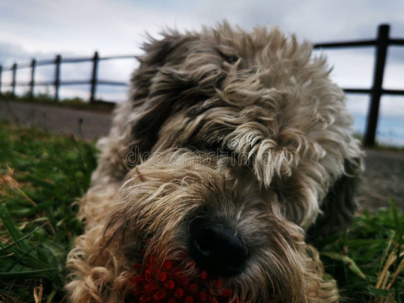 red wheaten terrier