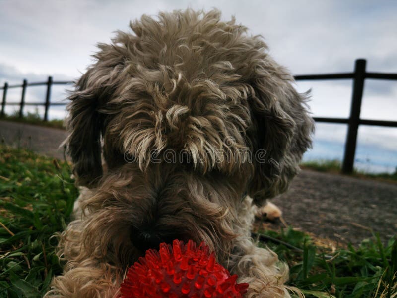 red wheaten terrier