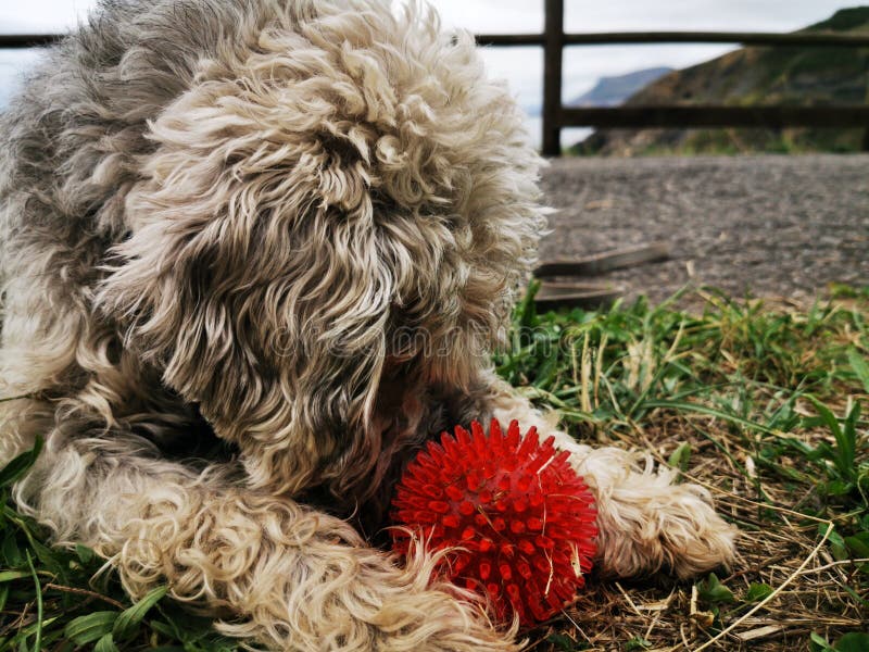 red wheaten terrier