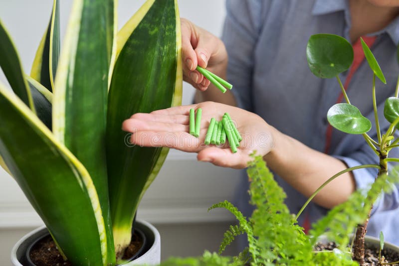 Engrais Maison Plantes D'intérieur En Pots Gros Plan De La Main De La Femme  Avec Des Bâtons D'engrais Et Des Plantes D'intérieur