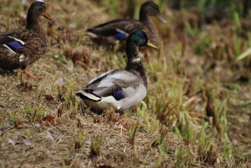 Closeup d'un troupeau de mallards marchant dans une prairie photo libre de droits