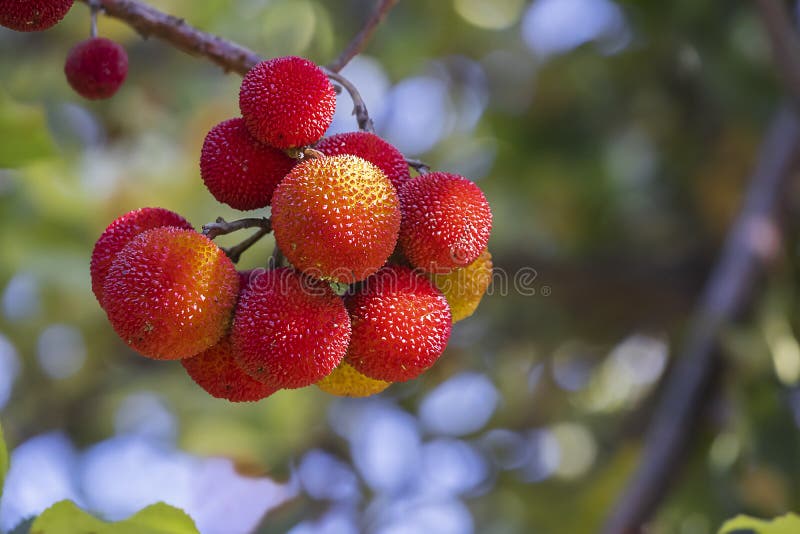 The fruits of the strawberry tree are used in the preparation of jams, fruit sorbets such as mango and some alcoholic beverages. The fruits of the strawberry tree are used in the preparation of jams, fruit sorbets such as mango and some alcoholic beverages