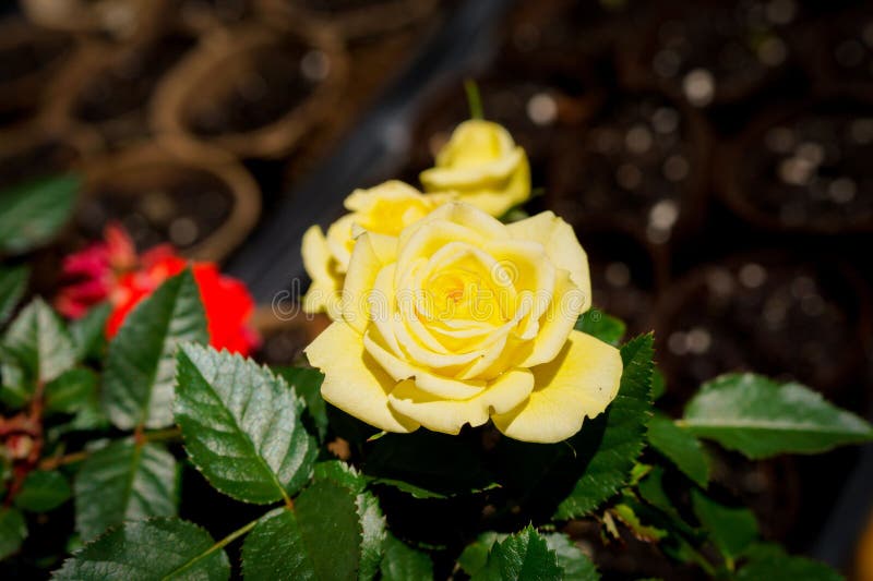 Closeup d'une rose jaune vif fleurie de feuilles vertes luxuriantes dans un jardin. photos stock