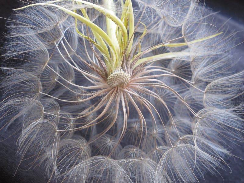 Close-up Dandelion Flowers on Dark Blue Background. Bright Floral