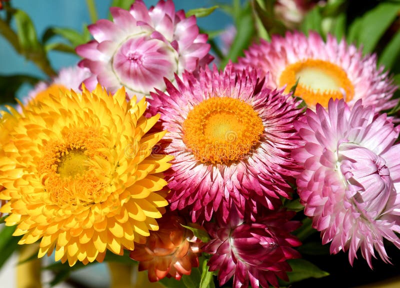 Closeup de bouquet de printemps coloré et éclatant des marguerites natives australiennes éternelles xerochrysum bracteatum famille photographie stock libre de droits