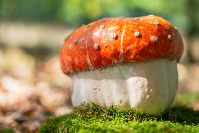 Closeup de citrouille décorative qui ressemble à un champignon d'amanita images libres de droits
