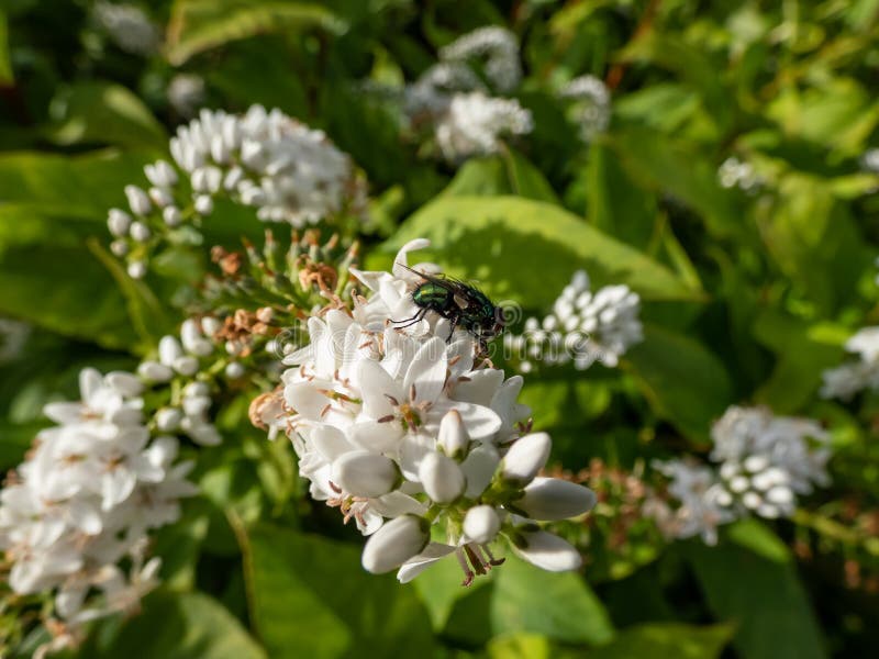 Closeup de l'adulte commun greenbouteille verte volée lucilia caesar assis sur une fleur photos stock