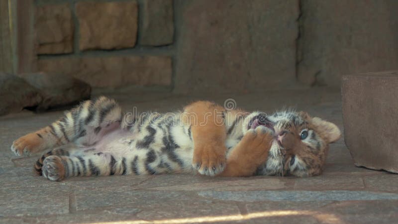 Closeup de mignonne petits yeux bleus tiger petit dans zoo banque de vidéos