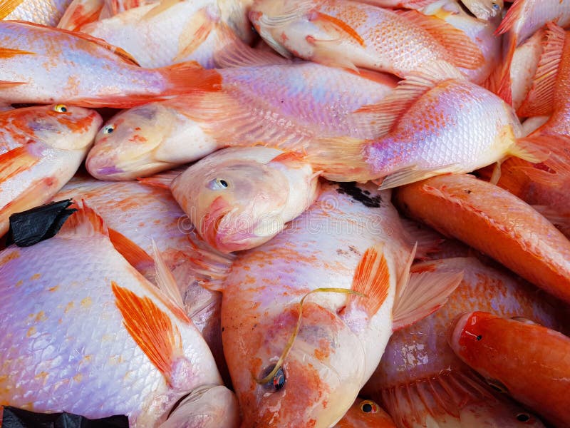 Closeup of Delicious Red Tilapia Fish in a Market Stock Photo Image of appetizer, fresh 254653972