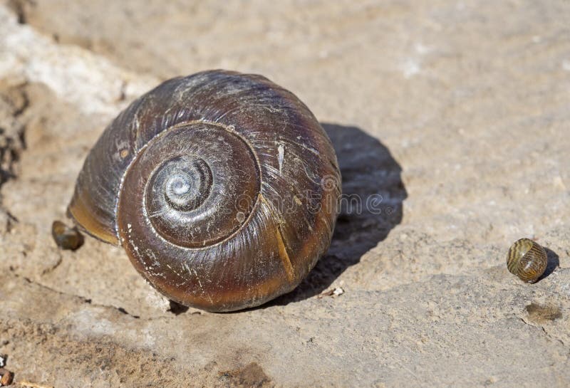 Closeup detail of an aquatic snail shell on stone path stock photography