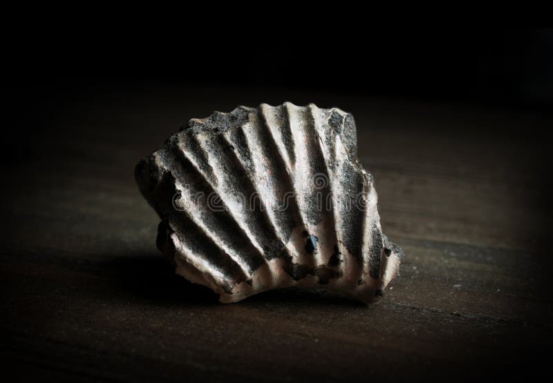 Closeup detail of a very ancient fossil (more than 350 millions stock images Closeup detail of a very ancient fossil (more than 350 millions stock images