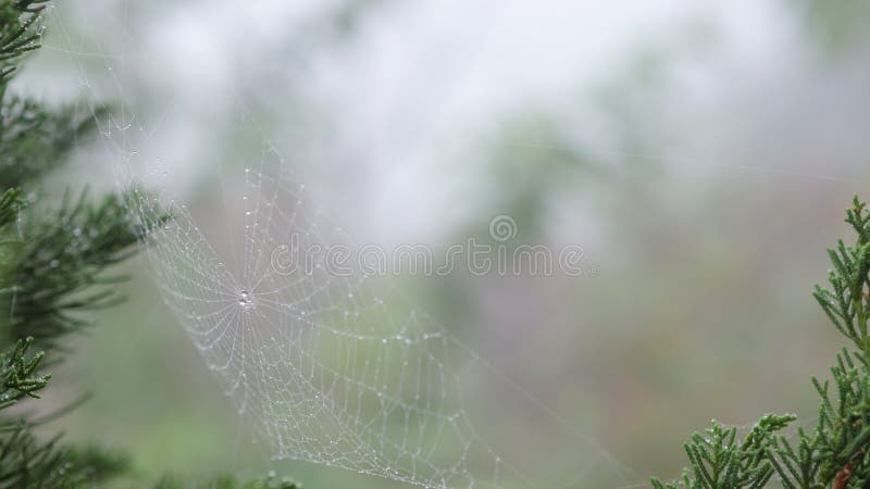 Closeup dew drop on spider`s web on the pine leaf background