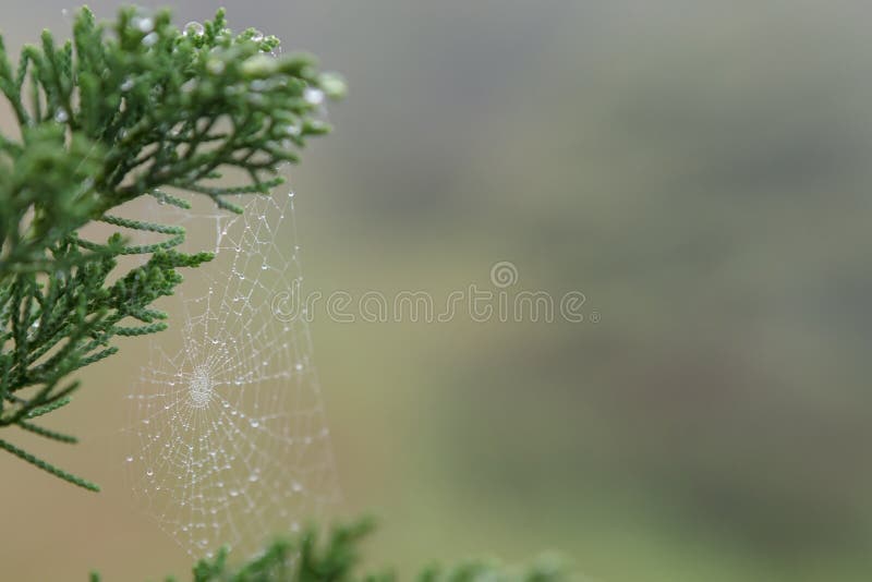 Closeup dew drop on spider`s web on the pine leaf background