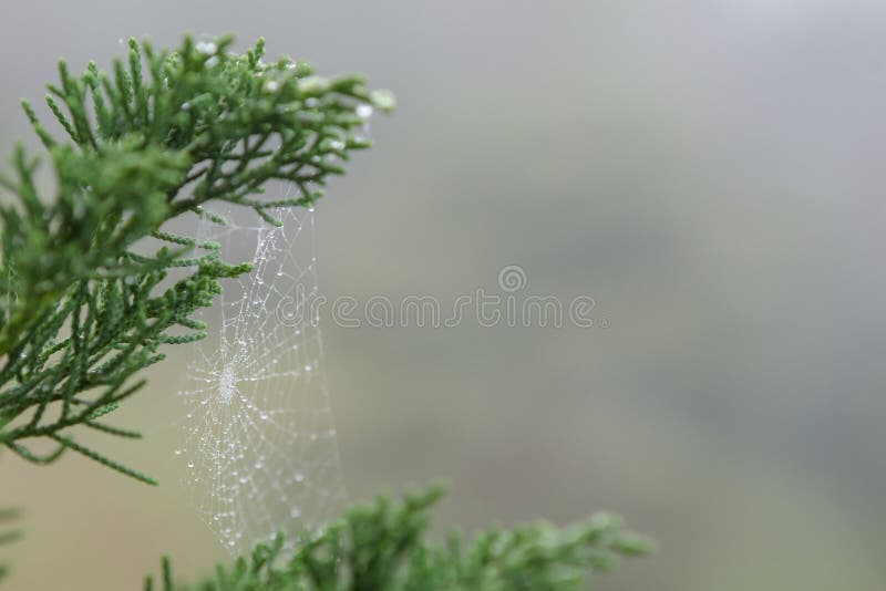 Closeup dew drop on spider`s web on the pine leaf background