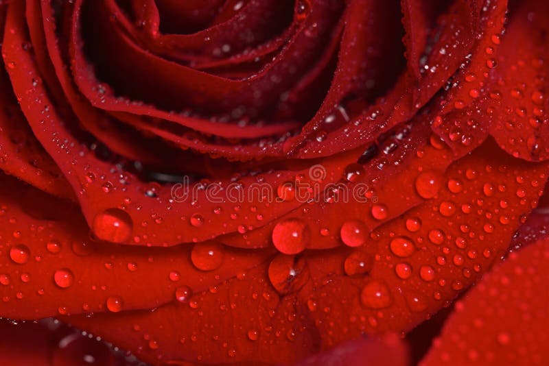 Closeup of Dew Drops on a Beautiful Red Rose