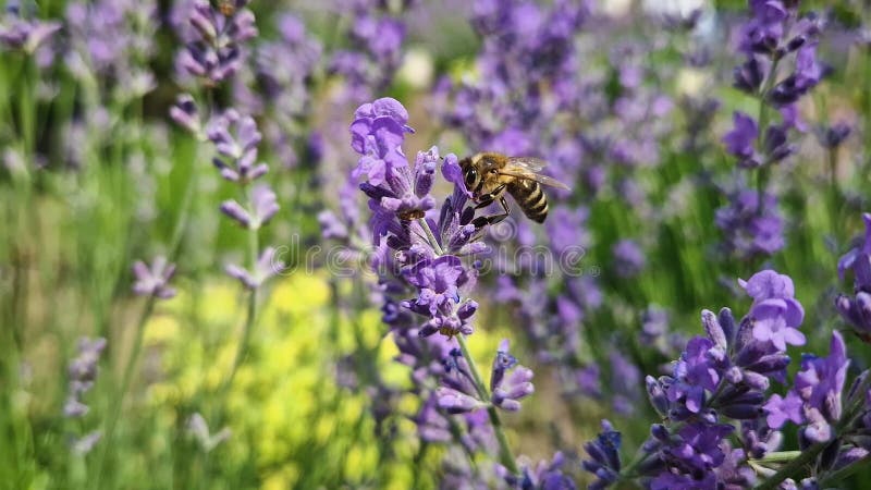 Closeup diligent miel abeille pollinisant activement les fleurs de lavande violette en recueillant le nectar riche des fleurs de l clips vidéos