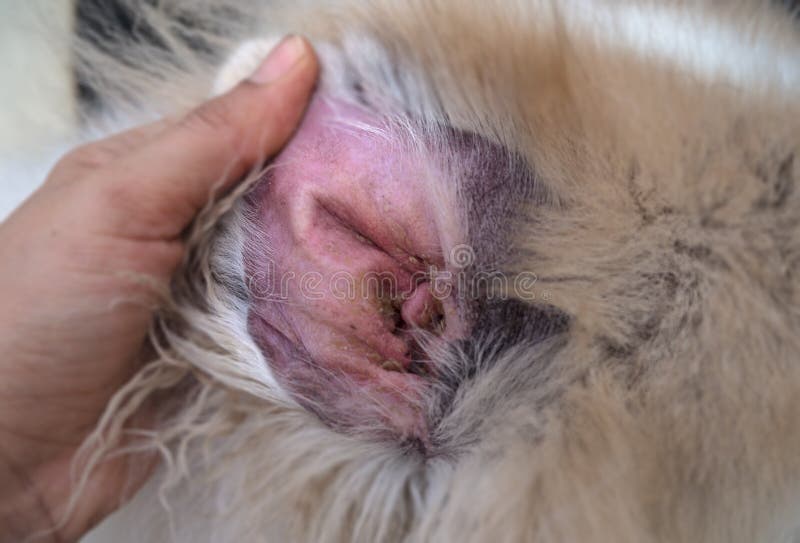 what does dog ear wax look like