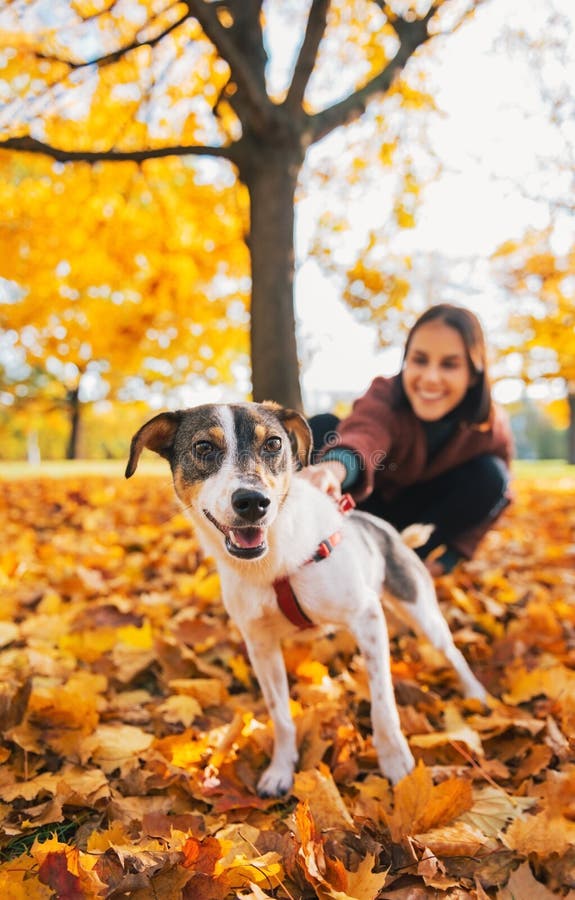 Closeup On Dog On Leash Pulling Young Woman Outdoors Stock Photo