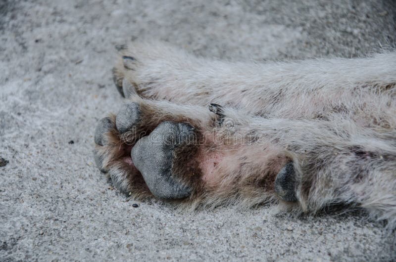 Closeup dog`s feet stock photo. Image of finger, nature 112600386