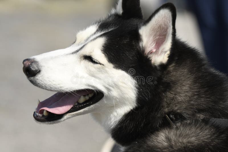 are siberian huskies endangered