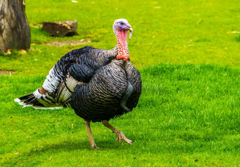 Closeup of a domestic turkey walking in the grass, popular bird for the christmas and thanksgiving holidays