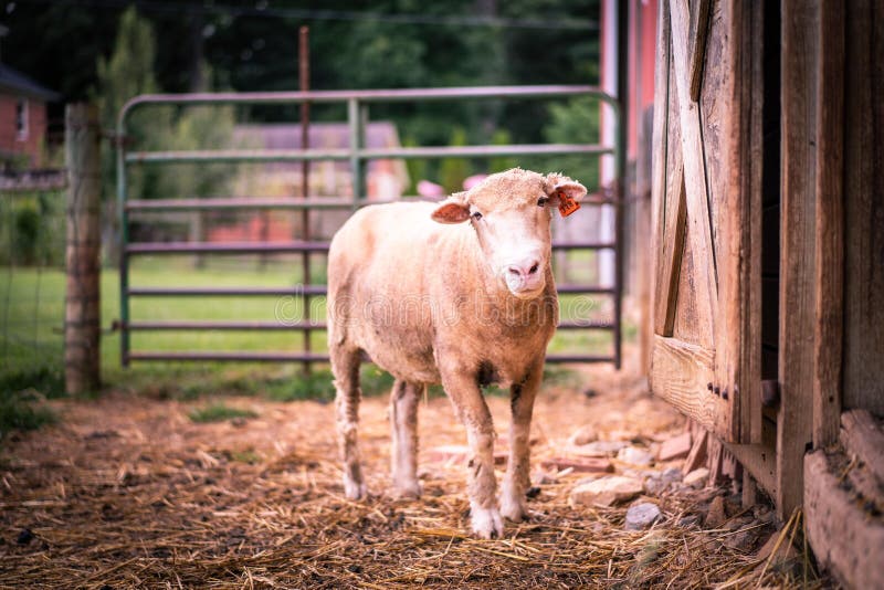 Closeup of a Dorset Horn on a Farm Stock Photo Image of horn, rural