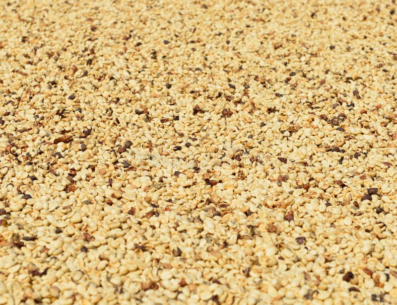 Fondo de escritorio detallado de seco granos de café en el gran isla.