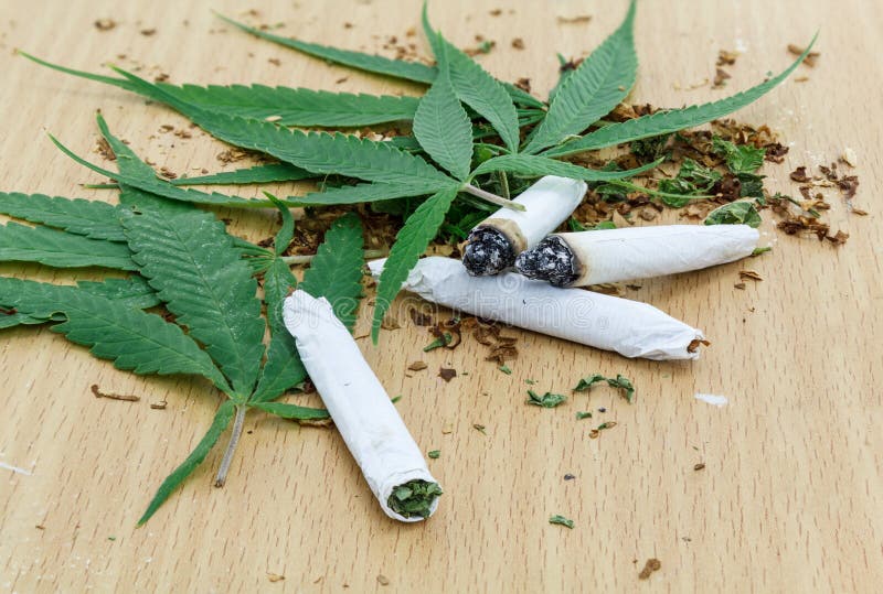 Closeup of dried marijuana stock image. Image of leaf 41587335