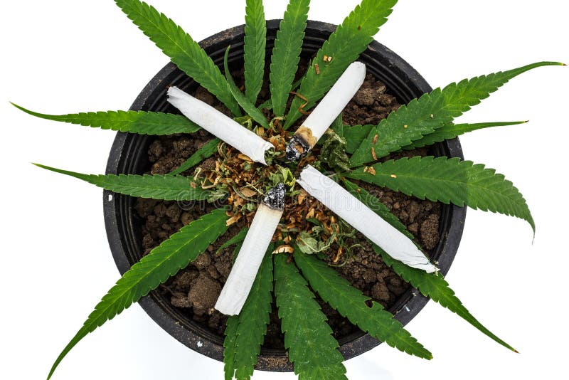 Closeup of dried marijuana stock photo. Image of herb 41837304