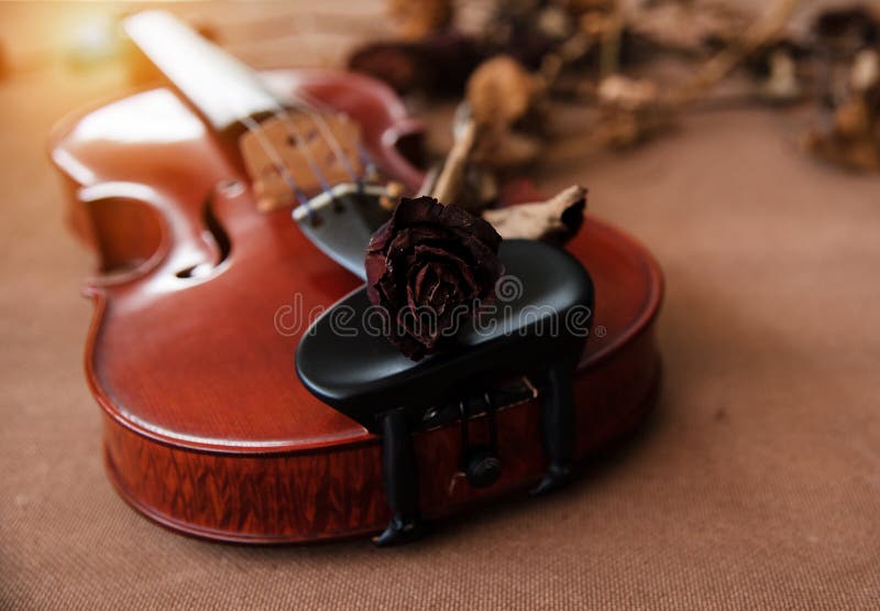 Closeup dried rose put on chin rest of violin,in vintage and art style stock photo Closeup dried rose put on chin rest of violin,in vintage and art style stock photo