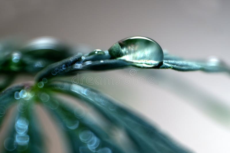 Closeup of a drop of water on a cannabis leaf. Green leaf Hemp macro. Blurry. Legalization or medical prescription of marijuana royalty free stock photography Closeup of a drop of water on a cannabis leaf. Green leaf Hemp macro. Blurry. Legalization or medical prescription of marijuana royalty free stock photography