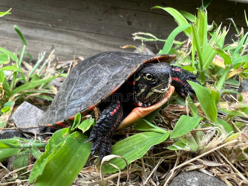 Closeup of Eastern painted turtle on the grass with stones around