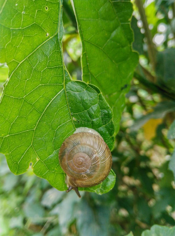 Closeup of Edible Snail with Shell Eating Green Leaf Stock Image
