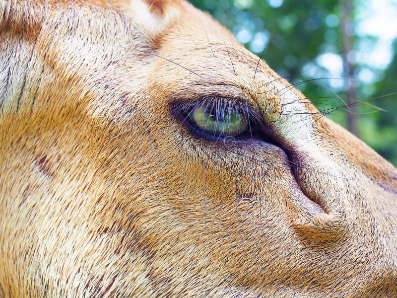 Closeup Eld`s deer eye in the zoo. stock photos Closeup Eld`s deer eye in the zoo. stock photos