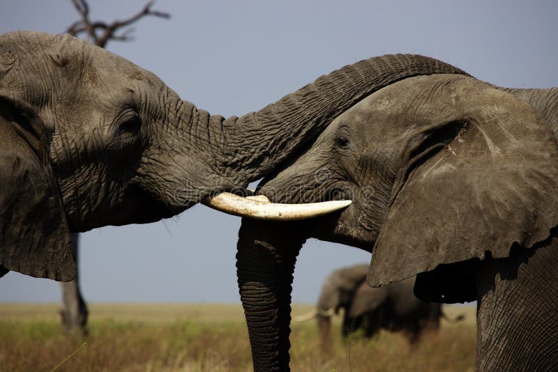 Closeup of an Elephant Couple Stock Photo Image of park, large 234466312