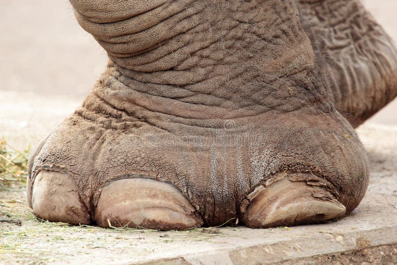 Closeup of elephant foot stock image Closeup of elephant foot stock image